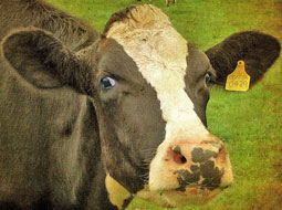 RFID و گاو‌های شیرده