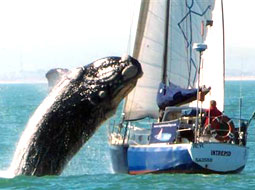 نرم‌افزاری برای جلوگیری از تصادف کشتی‌ها با نهنگ‌ها