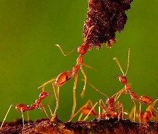 مورچه‌های بارکددار، راهی برای بهبود عملکرد اینترنت