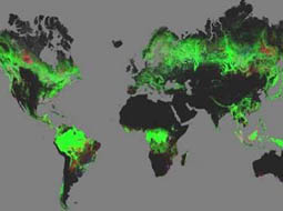 جنگل‌های جهان زیر نگاه تیزبین گوگل ارث