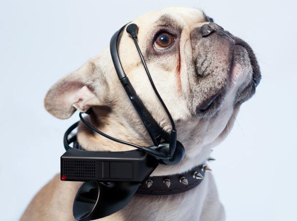 فناوری جدید برای ترجمه امواج مغزی سگ‌ها