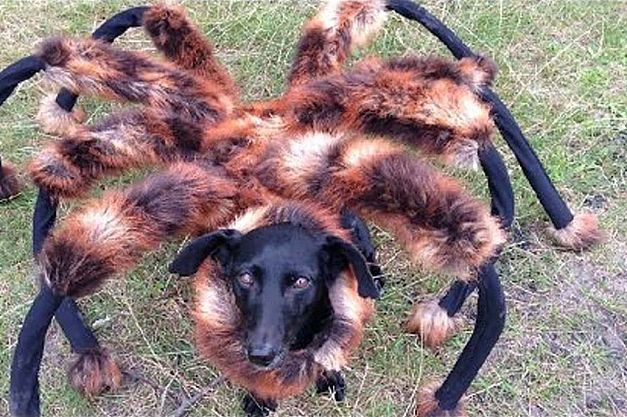 3- سگ عنکبوتی جهش یافته. ارسال شده توسط SA Wardega