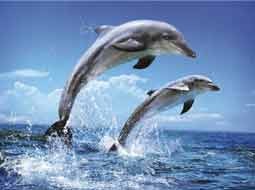 تبلت آبی ویژه دلفین‌ها هم از راه رسید