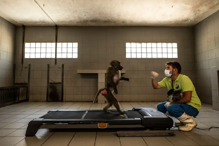 آموزش انسان وار راه رفتن به میمون