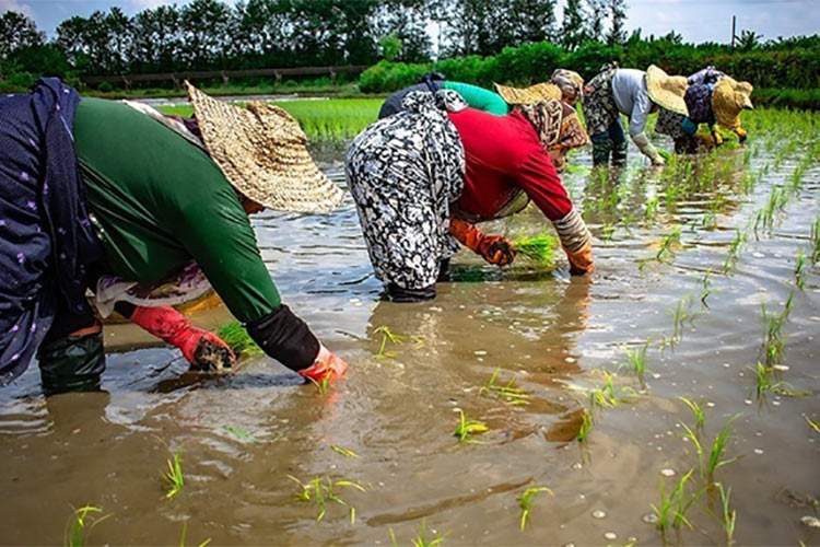 صفر تا صد آنچه که از برنج باید بدانیم