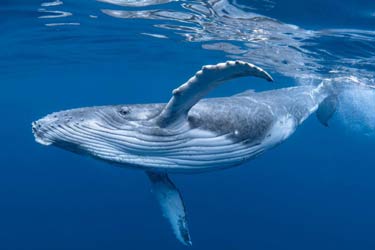 کشف «الفبای آوایی» نهنگ‌های عنبر با کمک هوش مصنوعی