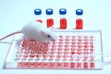 دانشمندان برای اولین بار موش‌هایی با سیستم ایمنی شبیه به انسان پرورش دادند