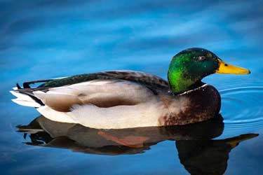 درباره سندرم اردک شناور و پیامدهای آن چقدر می‌دانید؟